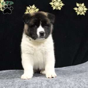 Cory, Akita Puppy